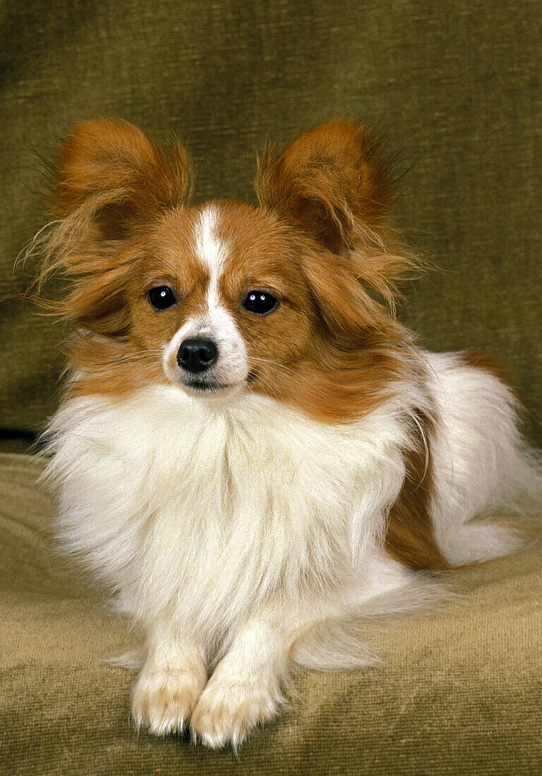 Papillon Hund oder Continental Toy Spaniel