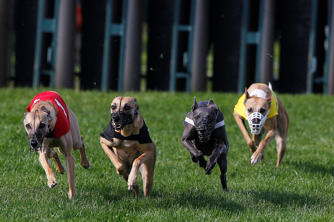 Whippet-Hunde beim Laufen, Rennen auf der Rennbahn