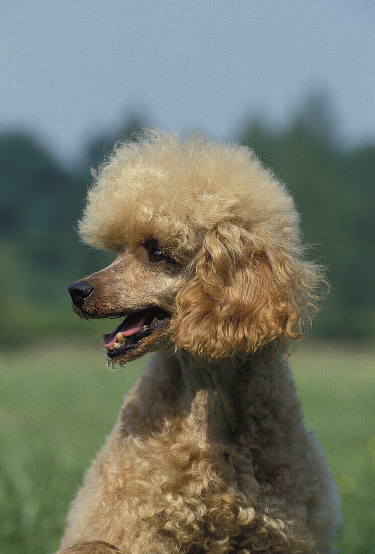 Apricotfarbener Standardpudel, Porträt eines Hundes