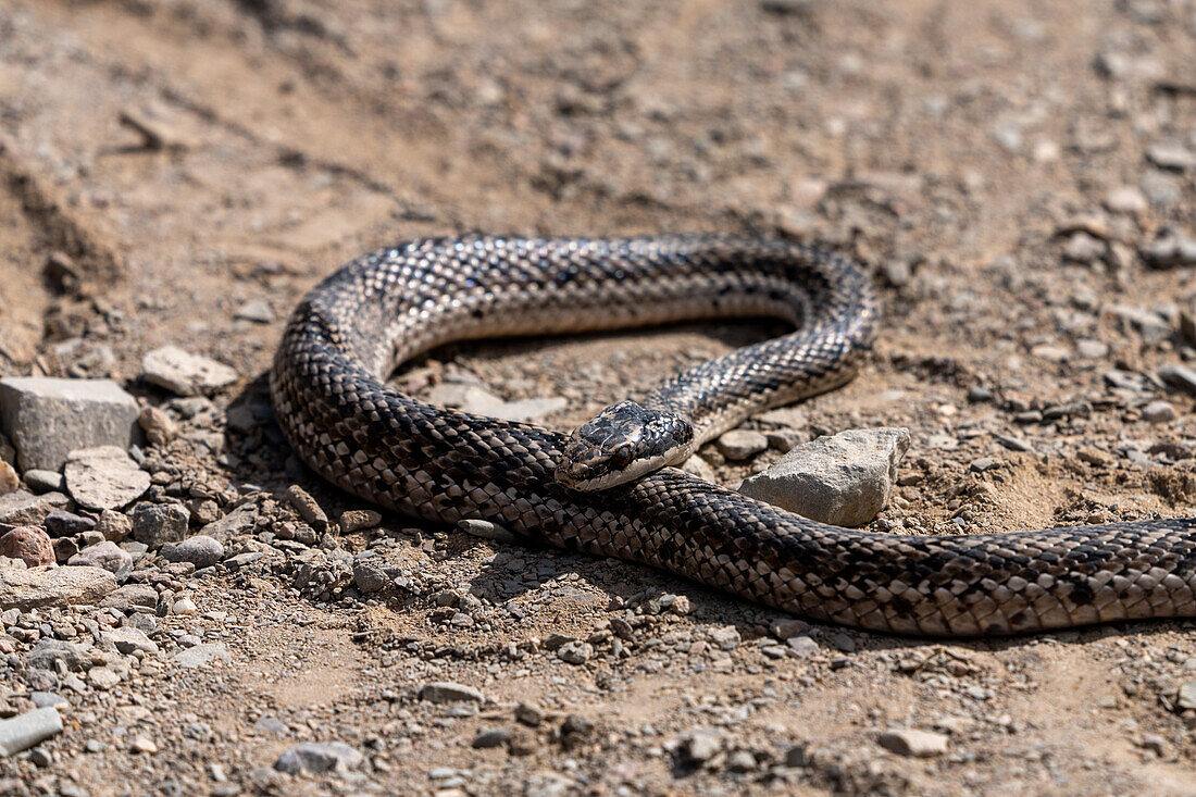 Eine Mauslochnatter, Philodryas trilineata, sonnt sich im El Leoncito National Park in Argentinien.