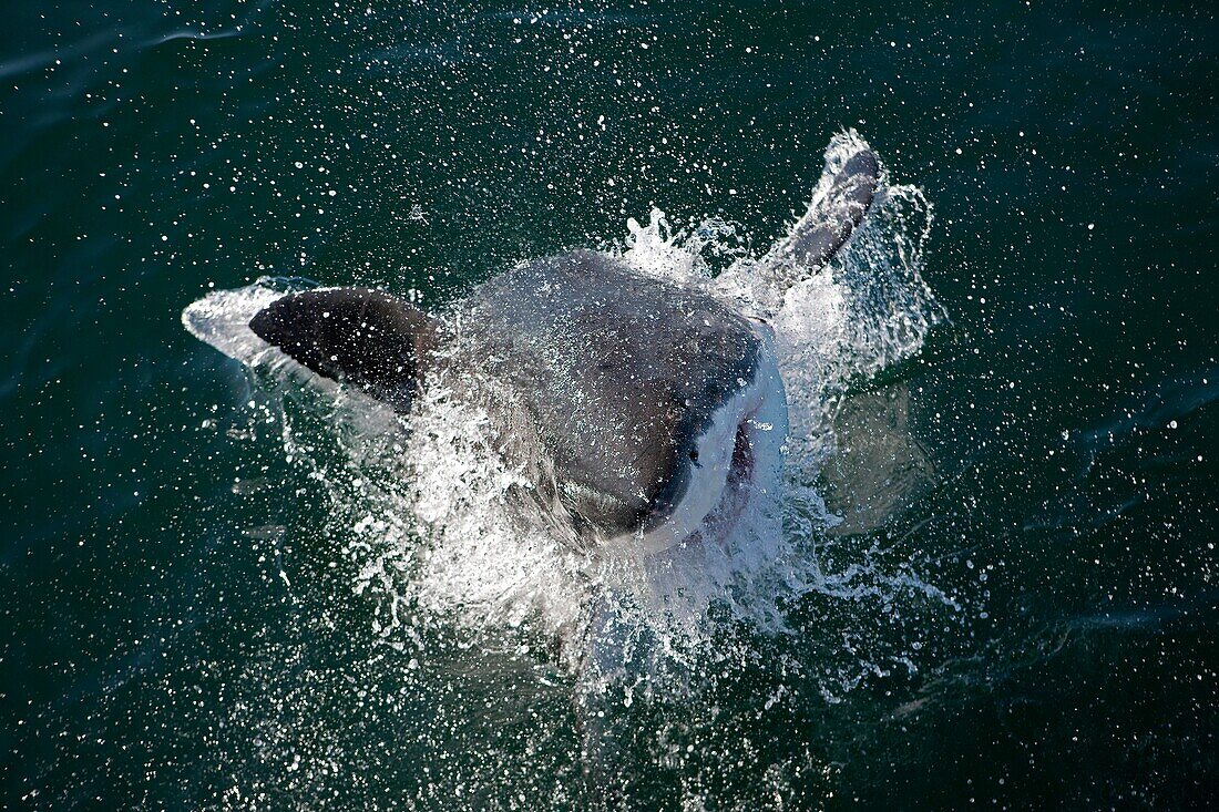 Great White Shark, carcharodon carcharias, Adult Breaching, False Bay in South Africa