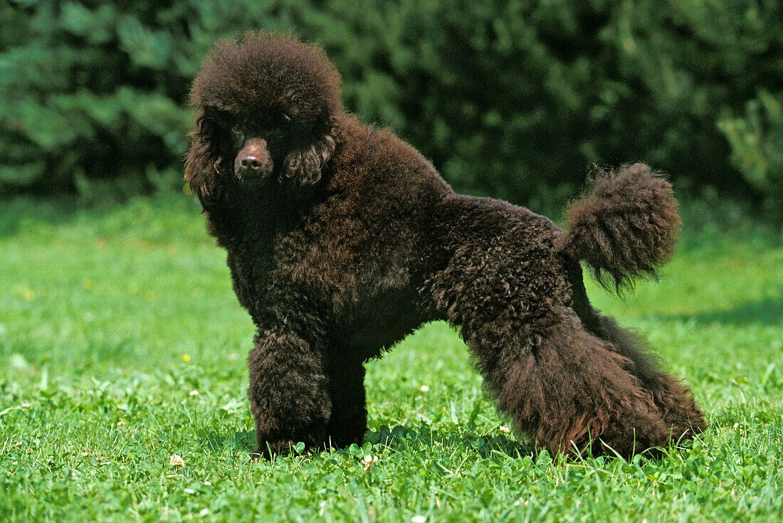 Black Standard Poodle, Adult standing on Grass