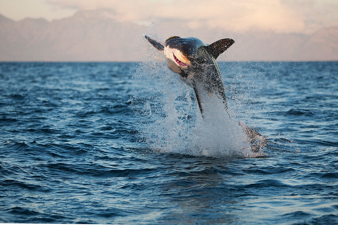 Weisser Hai, carcharodon carcharias, Erwachsener beim Brechen, False Bay in Südafrika