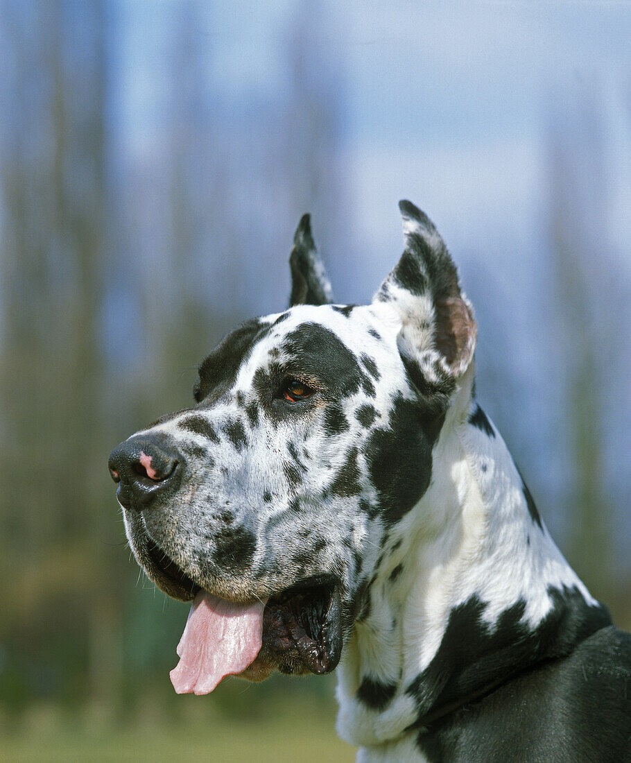 Deutsche Dogge oder Deutscher Doggenhund (alte Standardrasse mit abgeschnittenen Ohren)