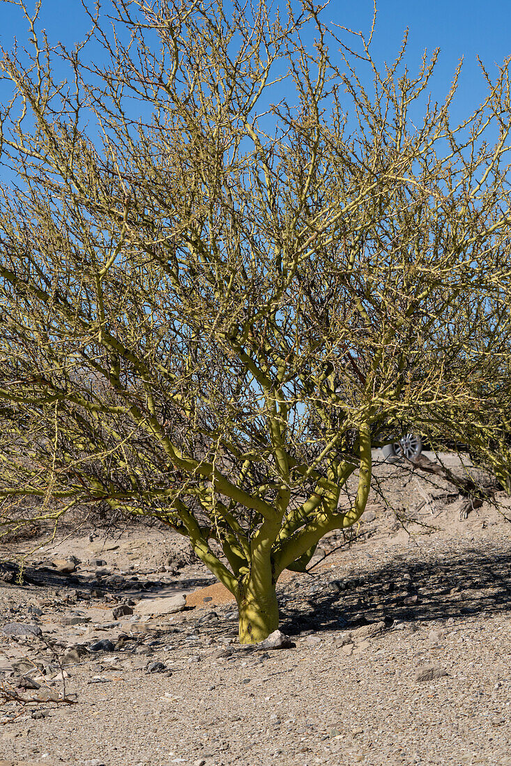 Brea, Cerdidium praecox, ein Baum im Ischigualasto Provincial Park in der Provinz San Juan, Argentinien.