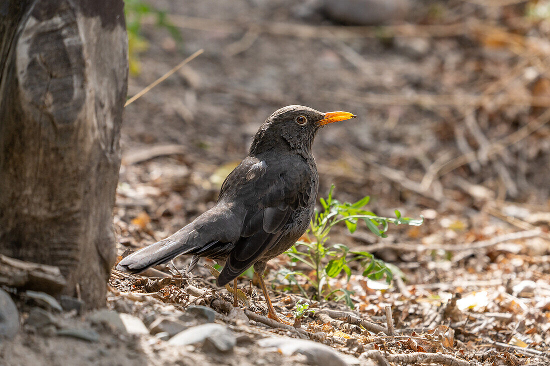 A Chiguanco Thrush, Turdus chiguanco, with an insect in El Leoncito National Park in Argentina.