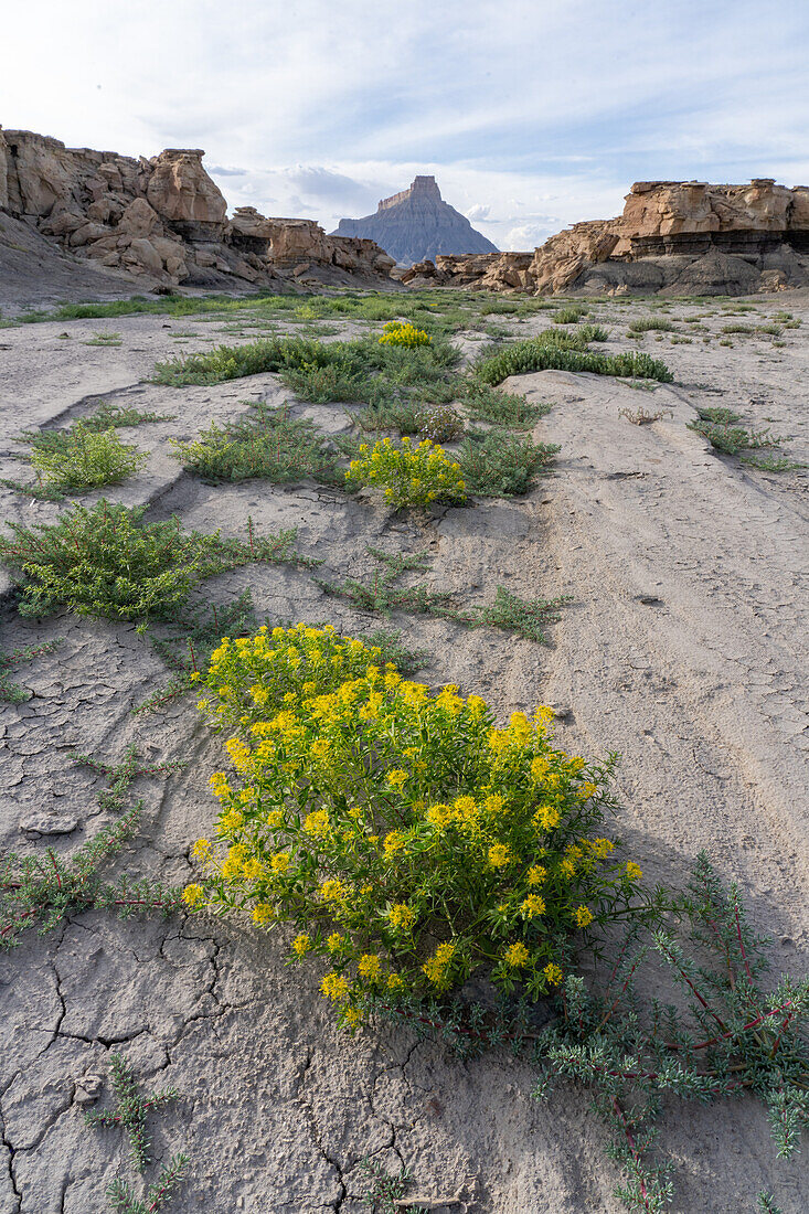 Palmers Bienenpflanze, Cleomella palmeriana, blüht in der Caineville-Wüste nahe Factory Butte, Hanksville, Utah.