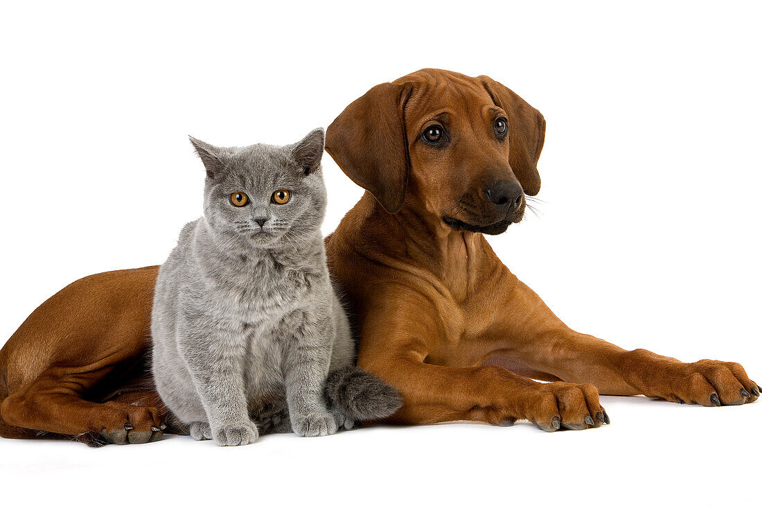 LILAC BRITISH SHORTHAIR DOMESTIC CAT UND RHODESIAN RIDGEBACK 3 MONATE ALTER WELPE