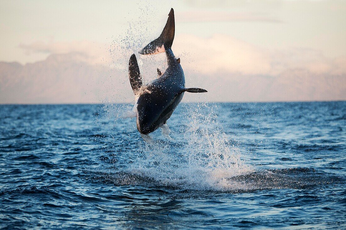 Great White Shark, carcharodon carcharias, Adult Breaching, False Bay in South Africa