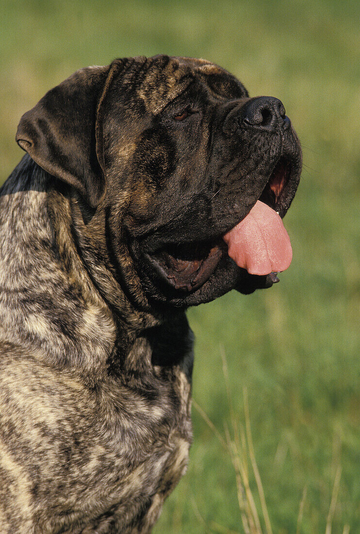 Mastiff Dog, Portrait of Adult