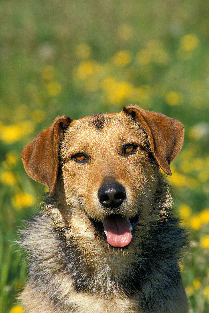 Portrait eines männlichen Hundes