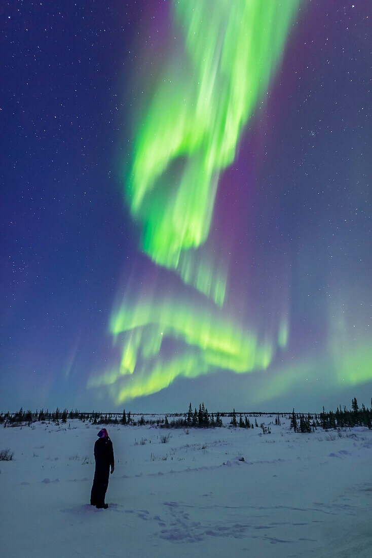 Ein einsamer Beobachter blickt am 6. März 2016 zu Beginn eines wunderbaren Polarlichts in den Himmel, während die Vorhänge in der tiefblauen Dämmerung zu tanzen beginnen. Dies geschah im Churchill Northern Studies Centre, Churchill, Manitoba.