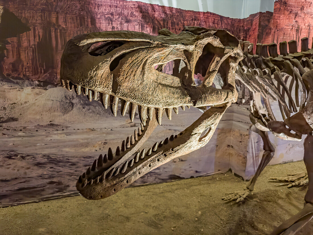 Skelett von Saurosuchus galilei, einem Dinosaurier aus der Triaszeit im Museum des Ischigualasto Provincial Park in Argentinien.
