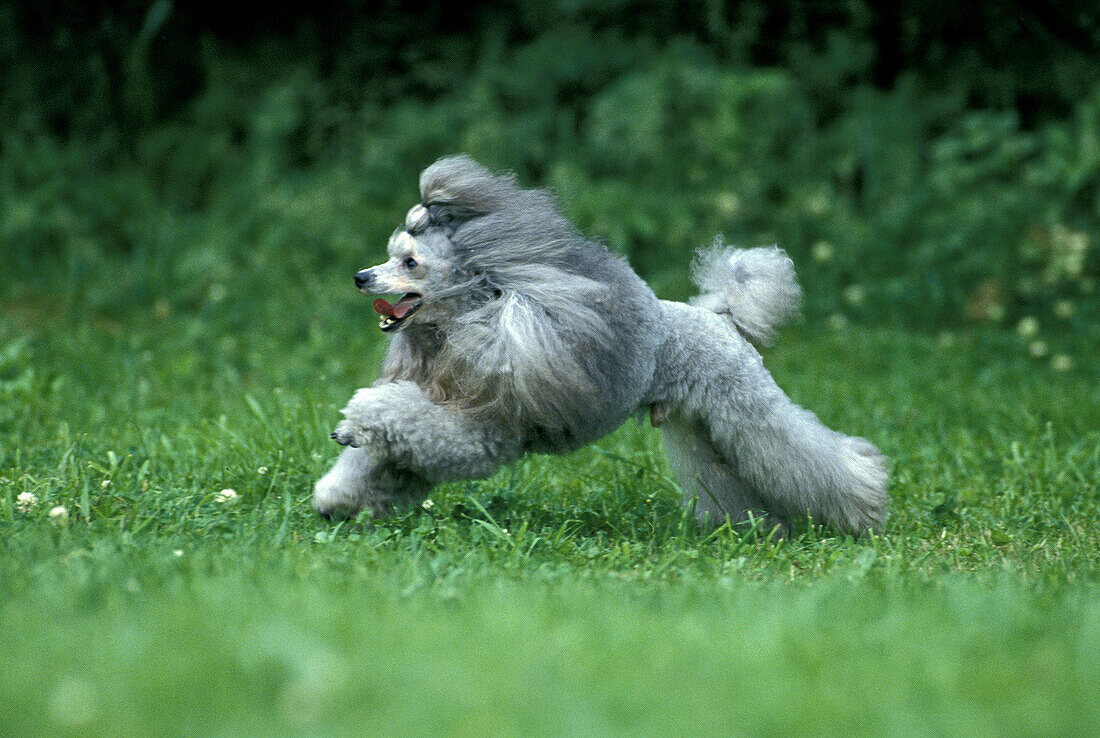Grey Standard Poodle Dog, Male running