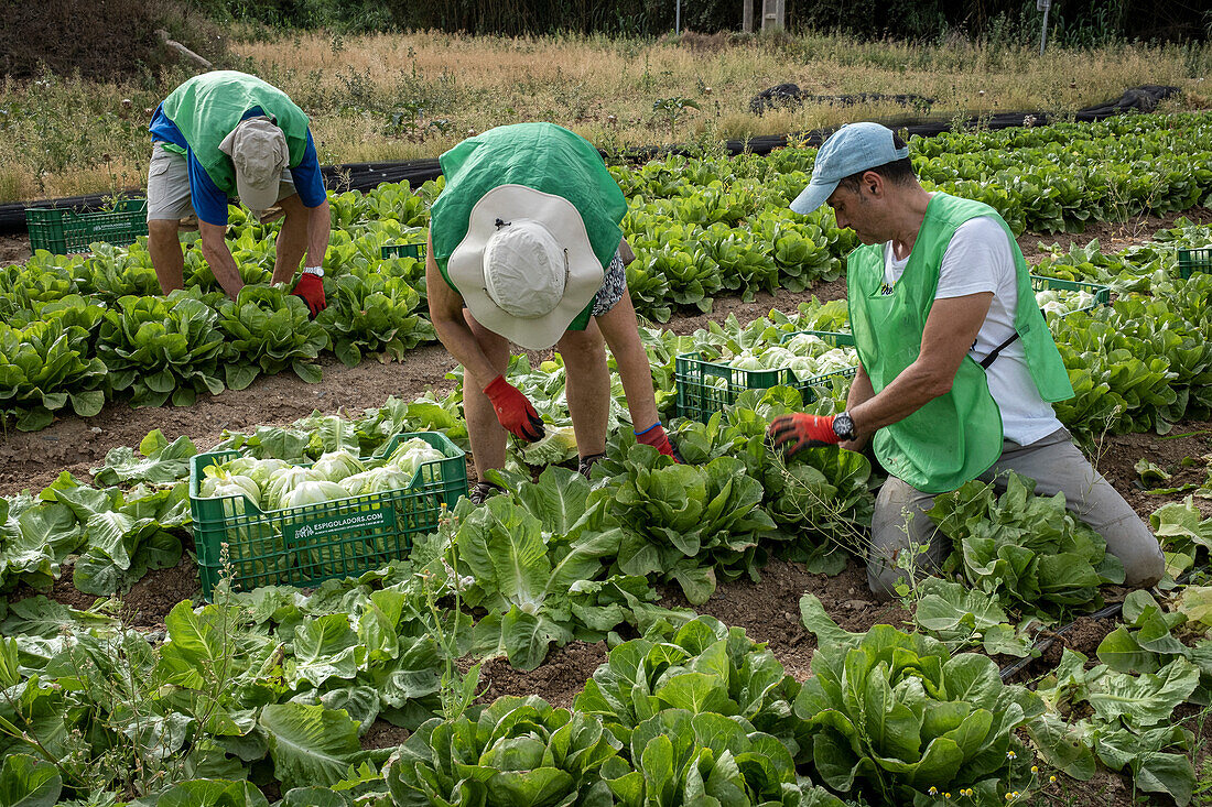 Volunteers of the NGO Espigoladors, gleaning the field to obtain food for families in vulnerable situations, in Fields of Sant Boi de Llobregat, spain