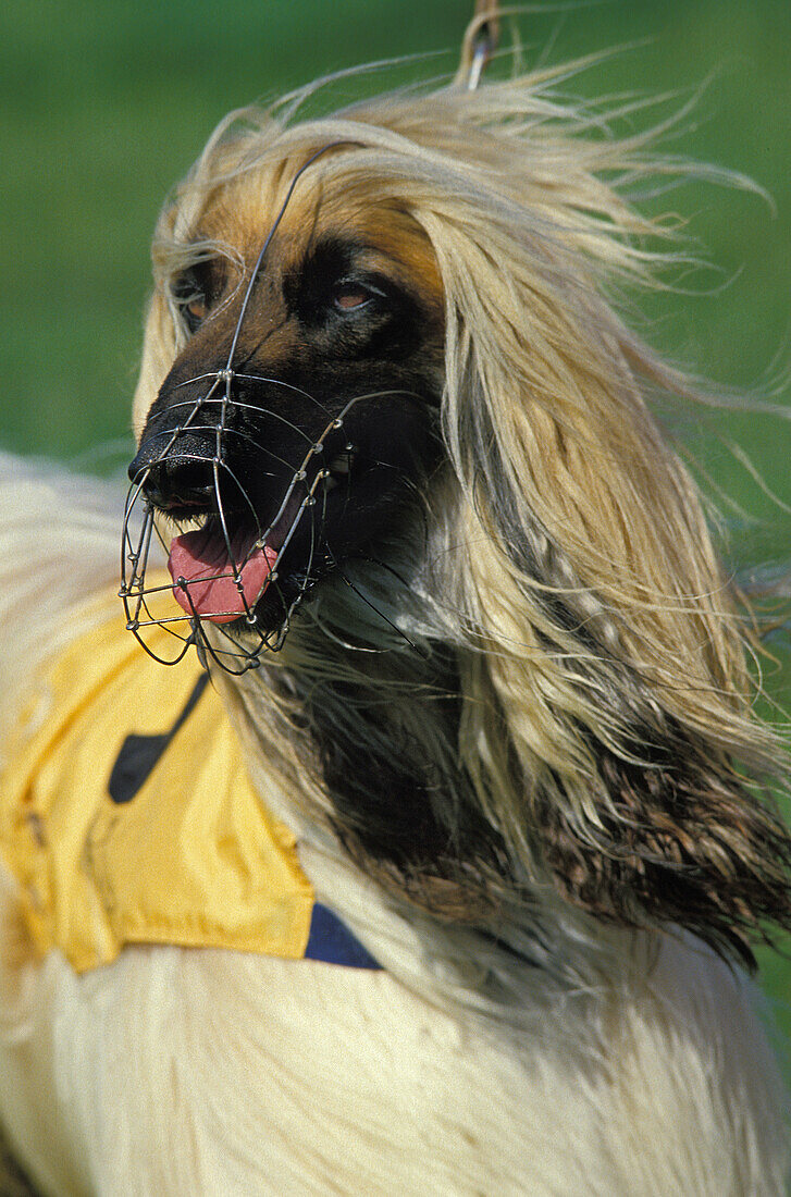 Portrait of Muzzled Afghan Hound