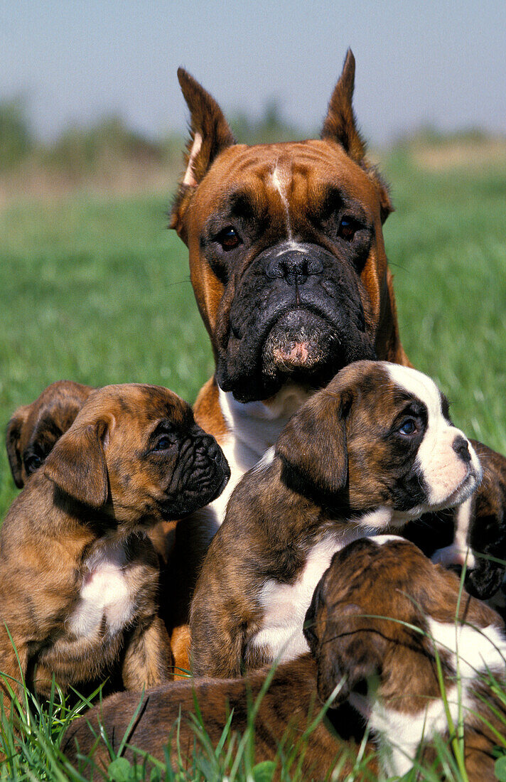 Boxerhund, Mutter mit Welpen (alte Standardrasse mit abgeschnittenen Ohren)