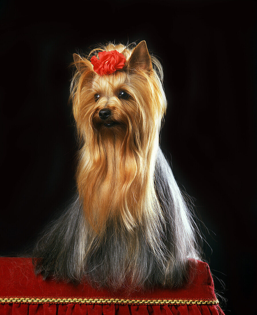 Yorkshire Terrier, Hund für Schönheitswettbewerb
