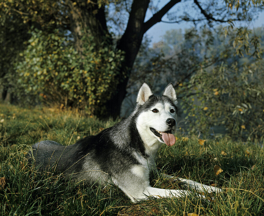 SIBERISCHES HUSCHI, ERWACHSENER AUF GRAS liegend