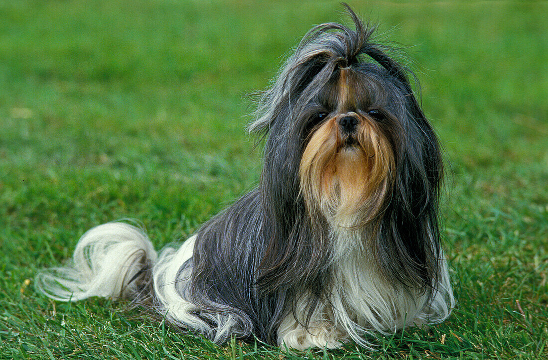 Shi Tzu Hund sitzt auf Gras