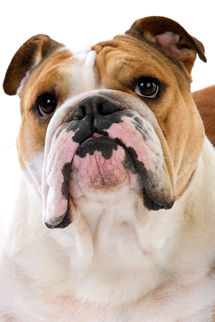 Englische Bulldogge, Portrait einer Hündin vor weißem Hintergrund