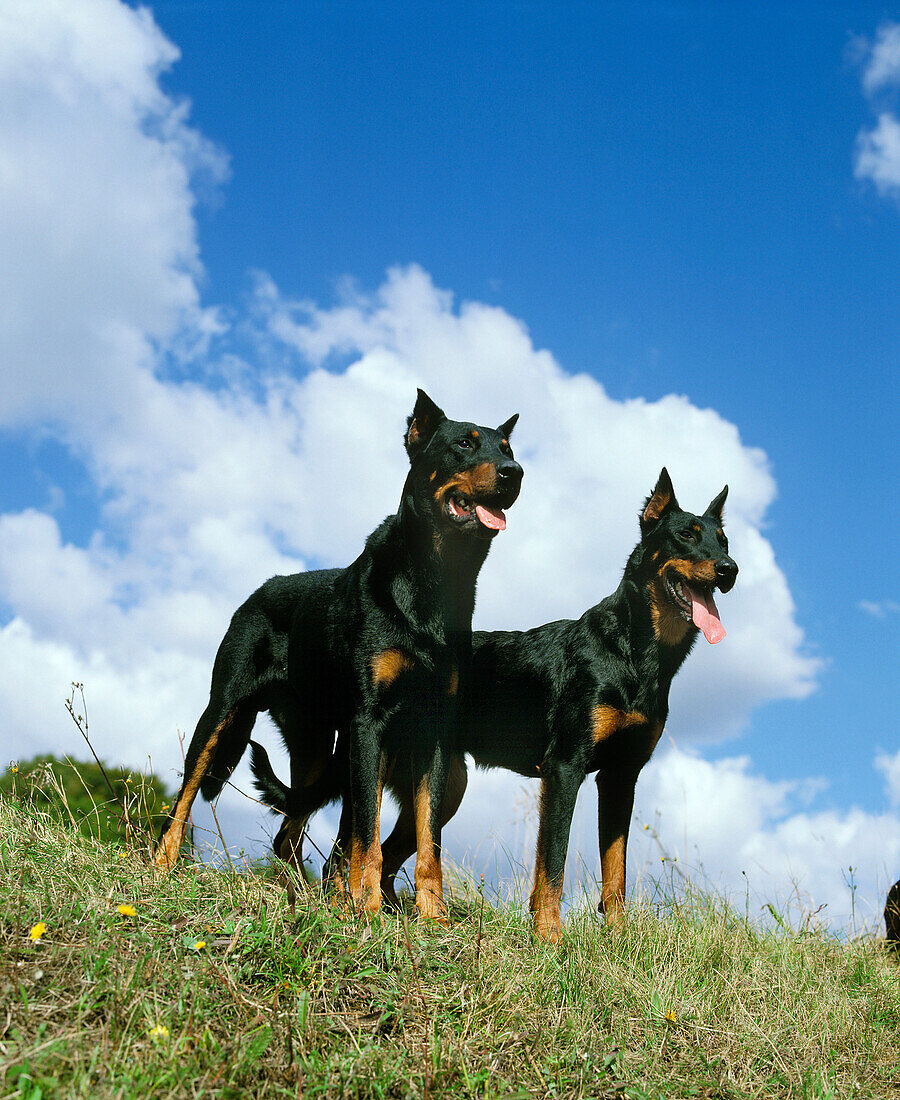Beauceron Dog or Beauce Sheepdog (Old Standard with Cut Ears)