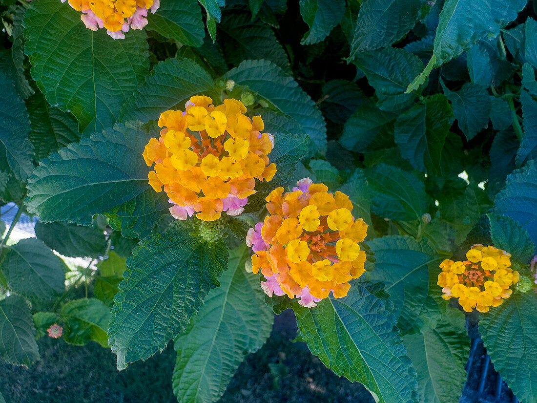 Spanische Flagge, Lantana camara, in Blüte auf der Plaza 25 de Mayo in San Juan, Argentinien.