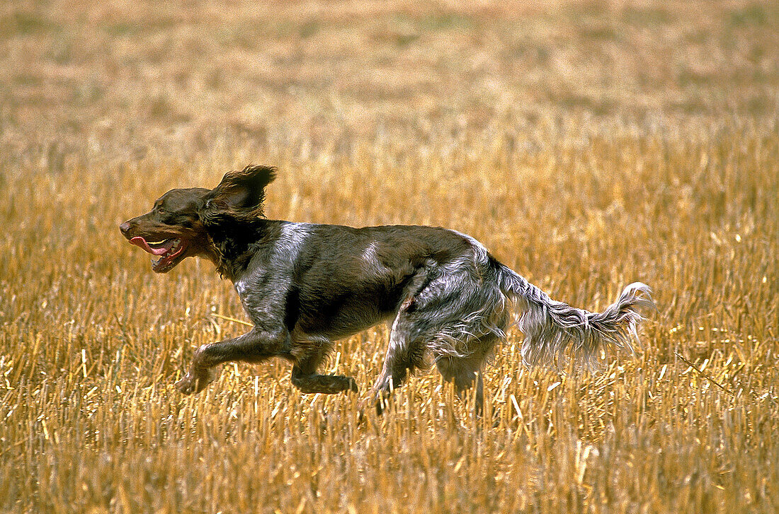 PICARDY SPANIEL, DOG RUNNING THROUGH WHEAT FIELD