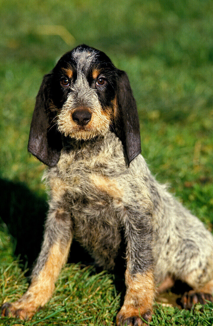 BLUE GASCONY GRIFFON DOG, ADULT SITTING ON GRASS