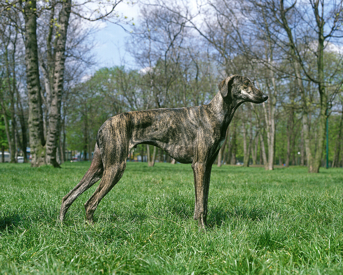 Sloughi Dog standing on Grass