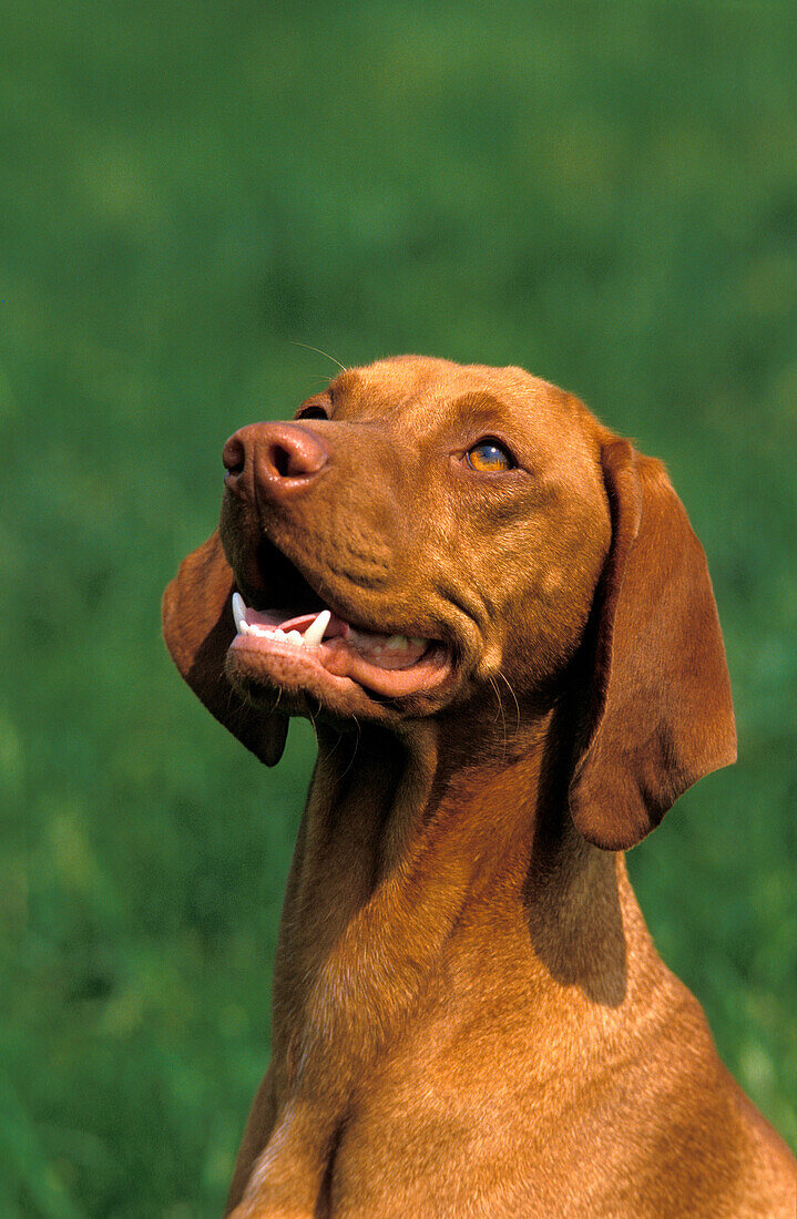 HUNGARIAN POINTER OR VIZSLA DOG, PORTRAIT OF ADULT
