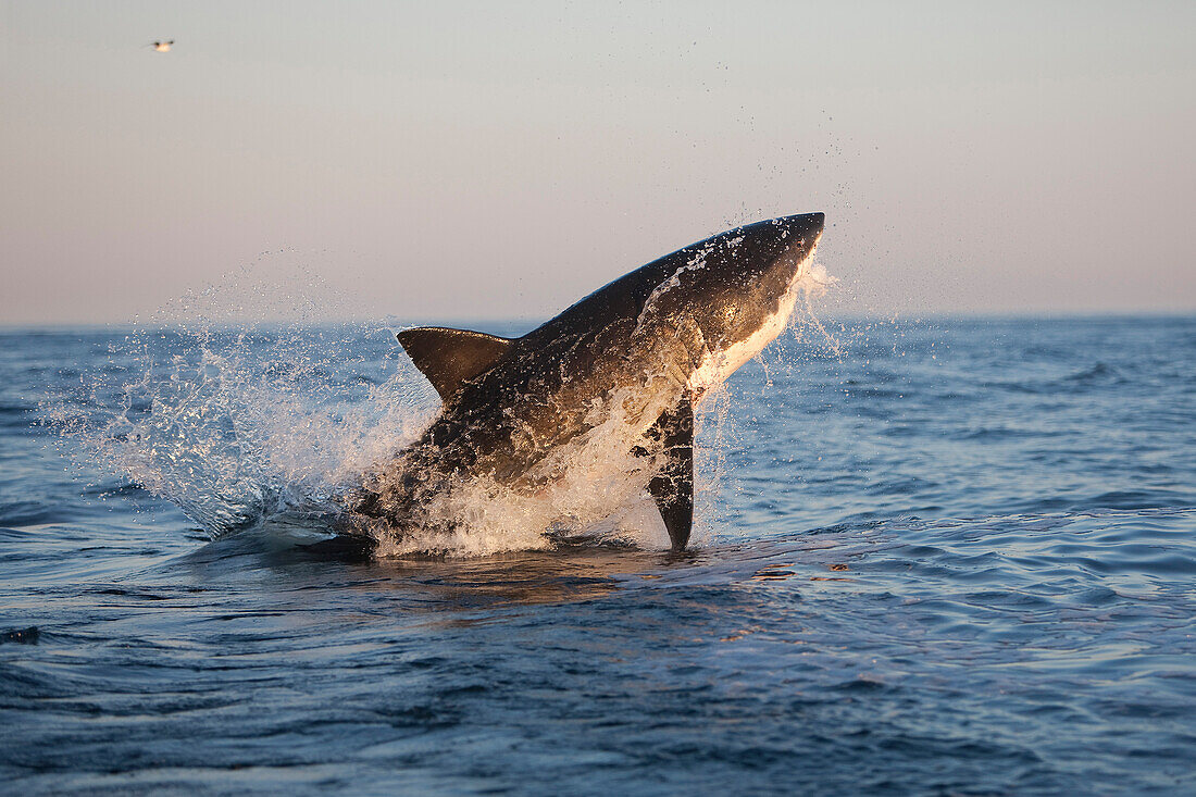 Weißer Hai, carcharodon carcharias, Erwachsener beim Brechen, False Bay in Südafrika