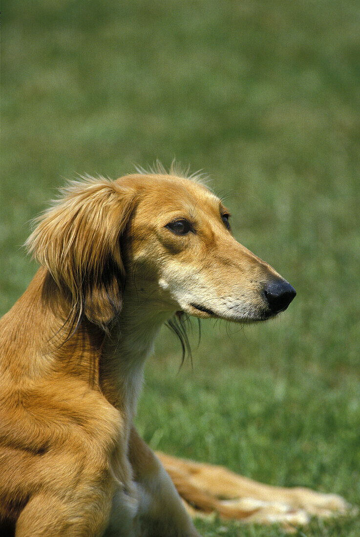 Saluki Dog, Portrait of Adult