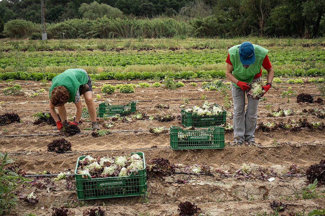 Freiwillige der Nichtregierungsorganisation Espigoladors bei der Feldarbeit zur Beschaffung von Lebensmitteln für bedürftige Familien in den Feldern von Sant Boi de Llobregat, Spanien