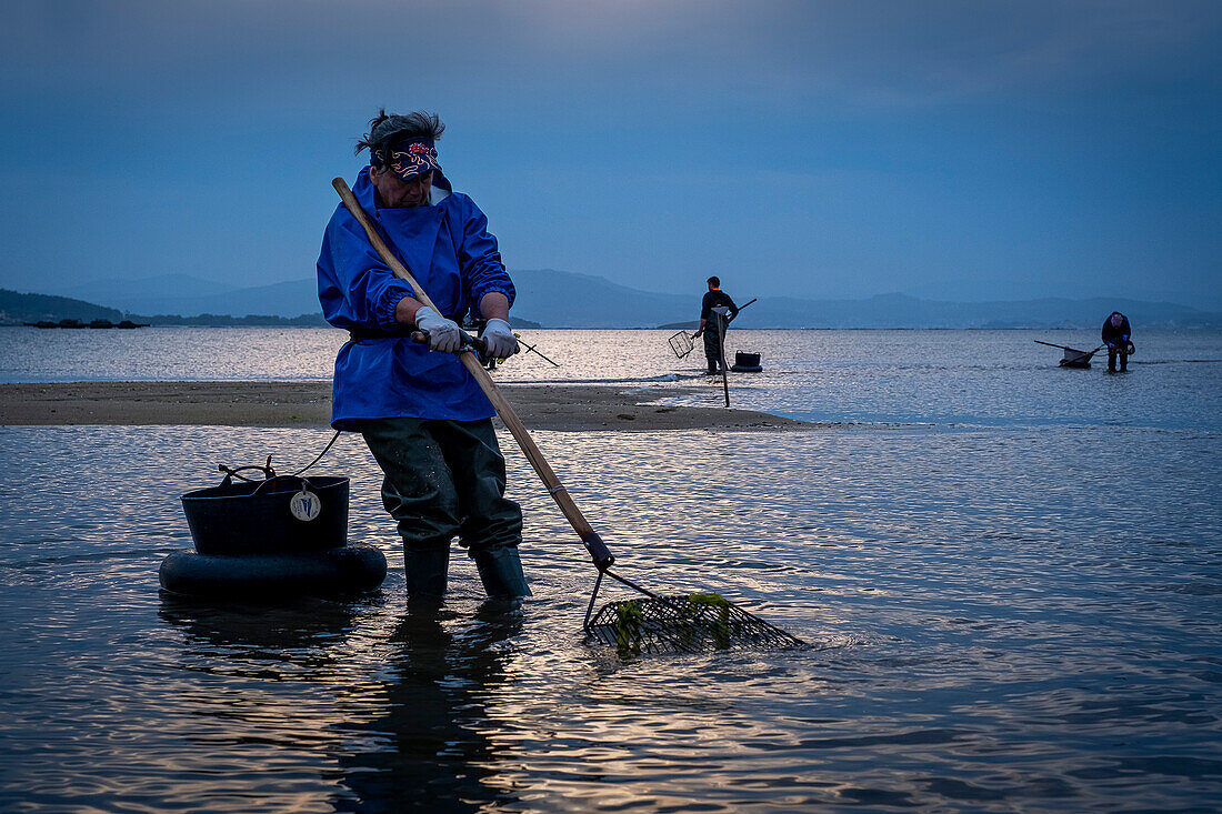 Shellfishing, workers collecting shellfish at the Arenal beach in the Ria of Arosa, in Pobra do Caraminal, Spain