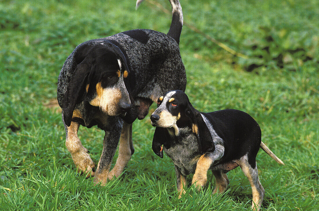 Kleiner blauer Gascogne-Hund, Mutter mit Welpe