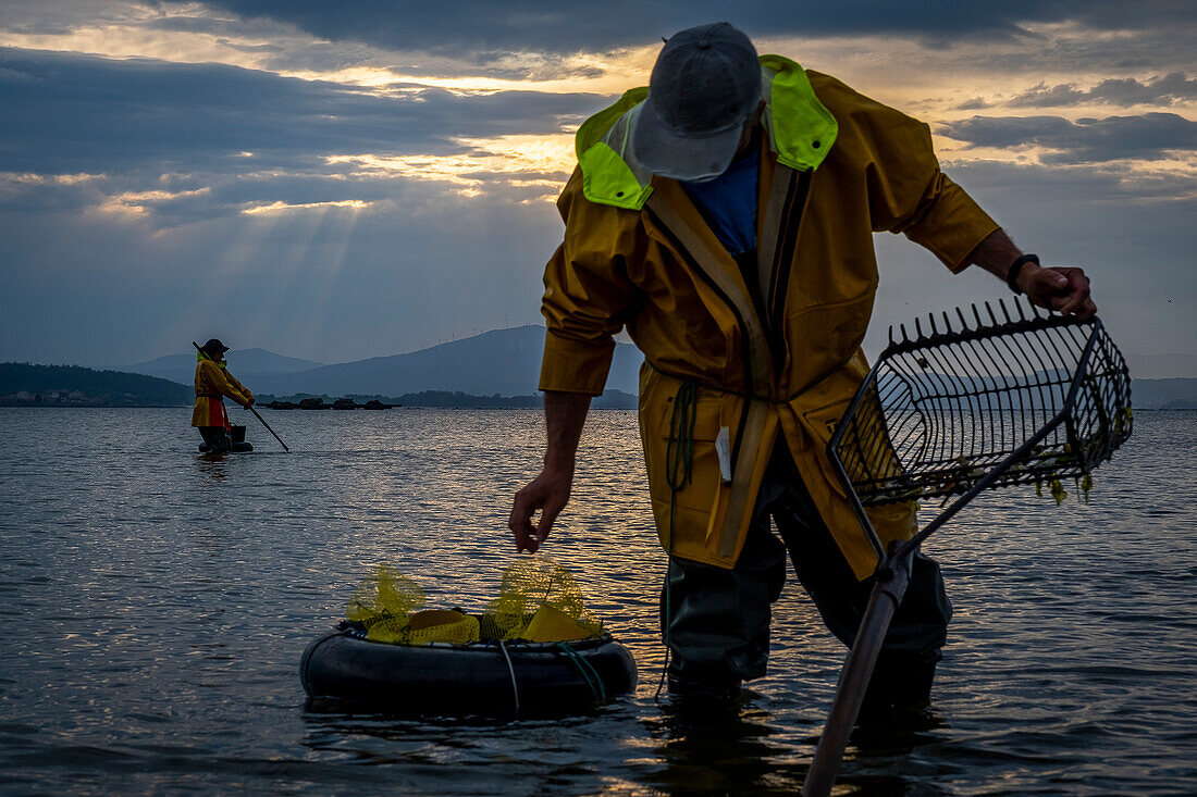 Shellfishing, workers collecting shellfish at the Arenal beach in the Ria of Arosa, in Pobra do Caraminal, Spain