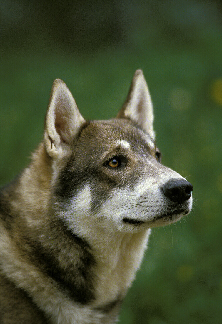 Siberian Laika Dog, a Breed from Russia, Portrait of Adult