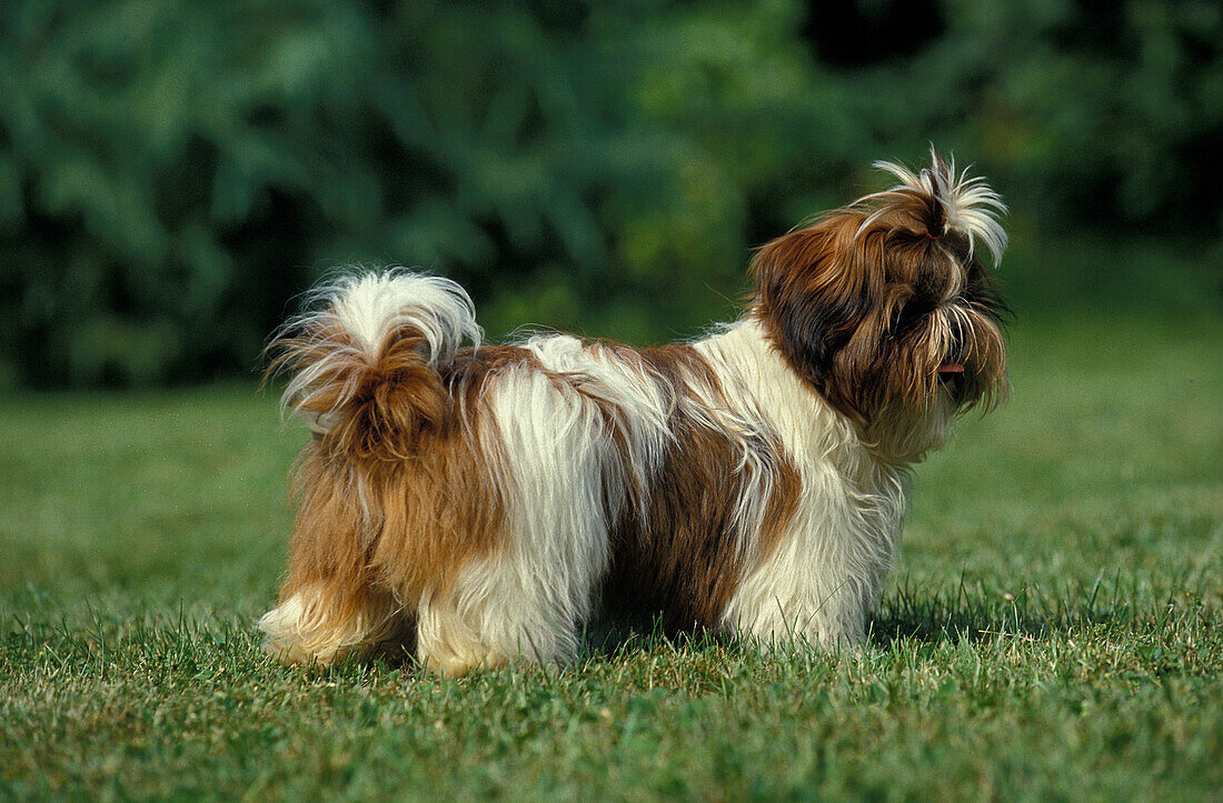 Shi Tzu Hund, Welpe auf Gras stehend