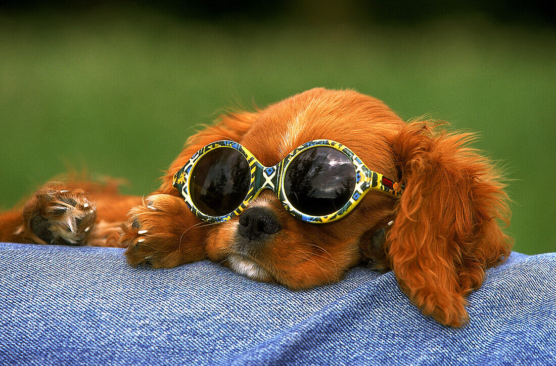 CAVALIER KING CHARLES SPANIEL, PUP WITH SUNGLASSES