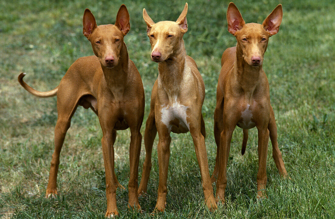 Pharaon Hound, Breed's Dog from Malta