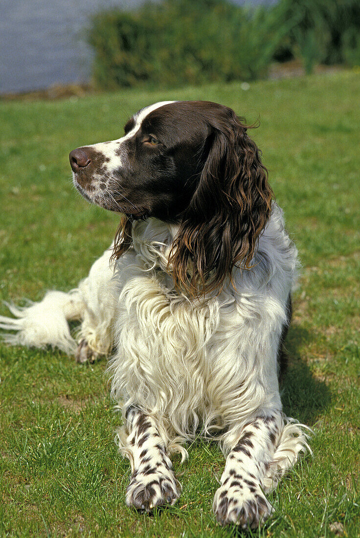 French Spaniel Dog, Adult laying on Grass