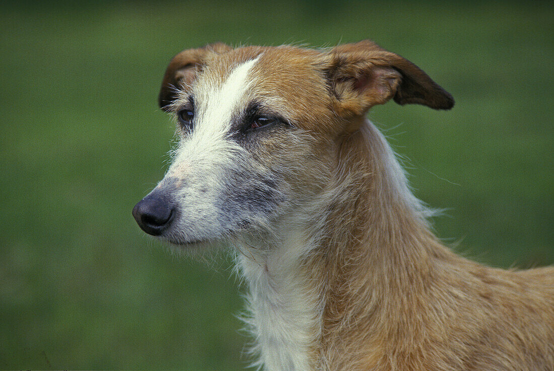 Spanischer Drahthaar-Galgo oder Spanischer Windhund