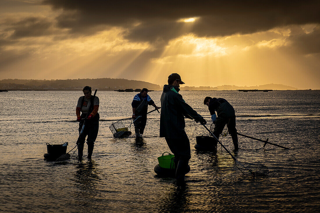 Shellfishing, workers collecting shellfish at the Arenal beach in the Ria of Arosa, in Pobra do Caraminal, Spain