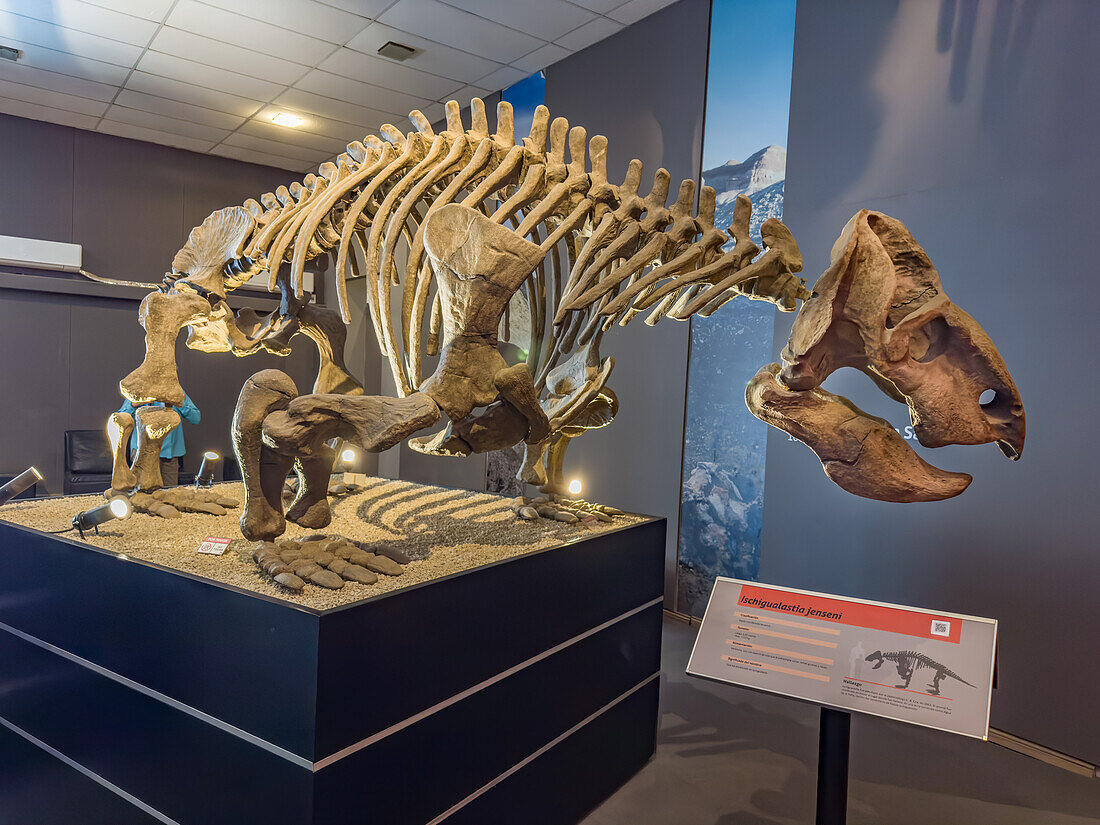 Skelett eines Ischigualastia jenseni, eines Dinosauriers aus der Triaszeit, im Museum des Ischigualasto Provincial Park in Argentinien.