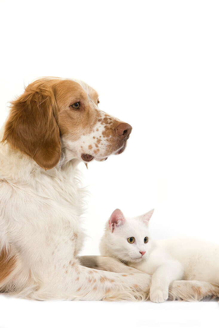 Französischer Spanielhund (zimtfarben) mit weißer Hauskatze vor weißem Hintergrund