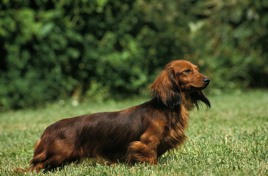 Long-Haired Dachshund, Adult standing on grass