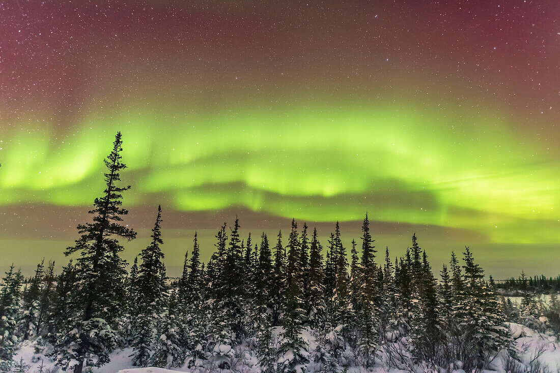Ein Polarlicht über den verschneiten borealen Waldbäumen am Chruchill Northern Studies Centre, Churchill, Manitoba, 3. März 2016. Das Schauspiel begann in der Nacht recht eindrucksvoll, verblasste dann aber und ließ nach. Dies ist eine 10-Sekunden-Belichtung bei f/2 und ISO 3200 mit der Nikon D750 und dem Sigma 20mm Art Objektiv.
