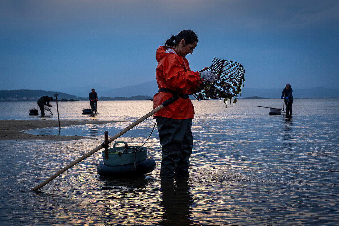 Shellfishing, workers collecting shellfish at the Arenal beach in the Ria of Arosa, in Pobra do Caraminal, Spain