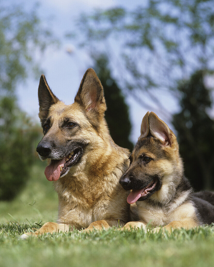 Deutscher Schäferhund, Mutter und Welpe liegen im Gras